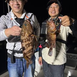 アコウ