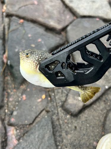 フグの釣果