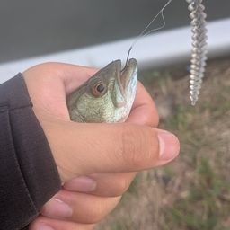 ブラックバス