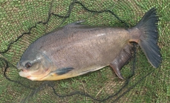 コロソマの釣果