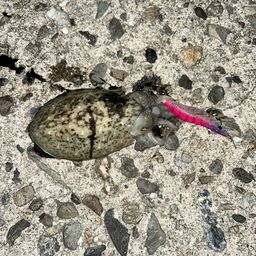 コウイカ