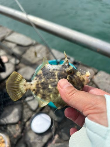 カワハギの釣果