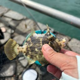 カワハギ