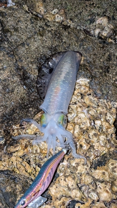 アオリイカの釣果