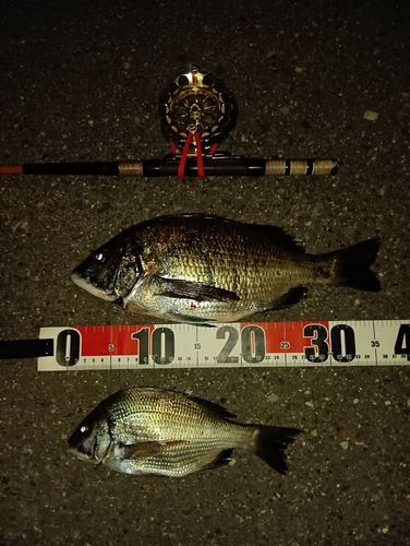 クロダイの釣果