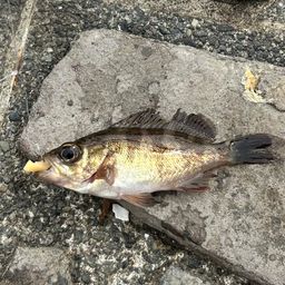 メバル