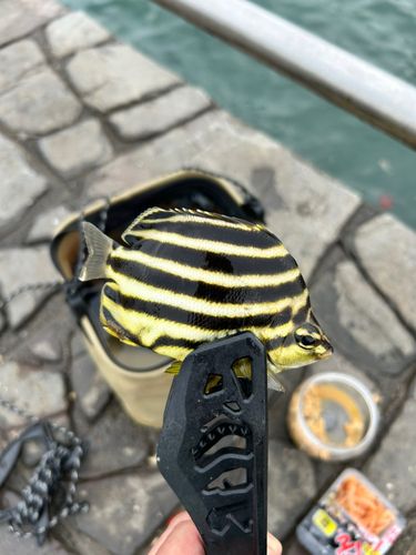 表浜名湖