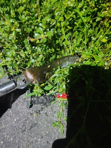 ナマズの釣果