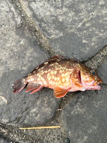 カサゴの釣果