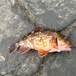 カサゴ