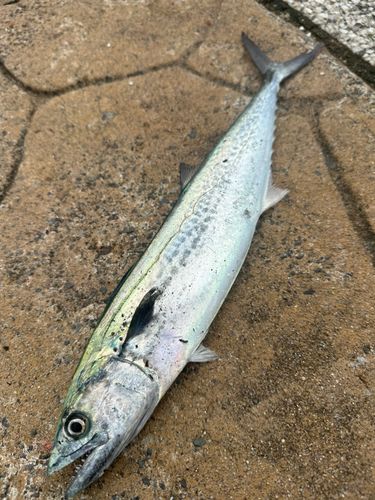 サゴシの釣果