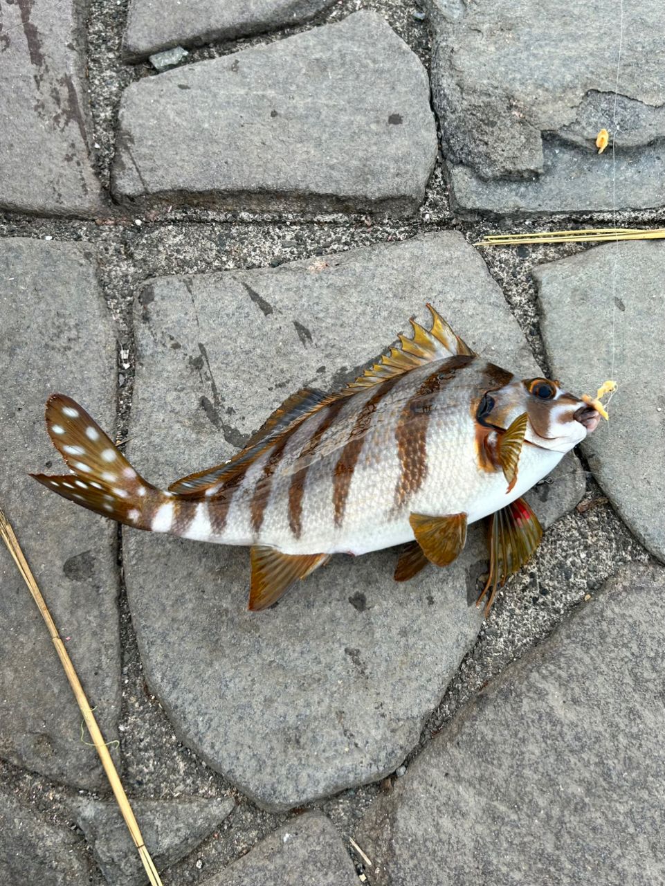 タカノハダイ