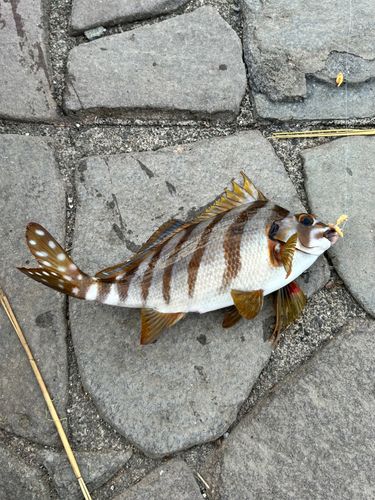 新居海釣公園