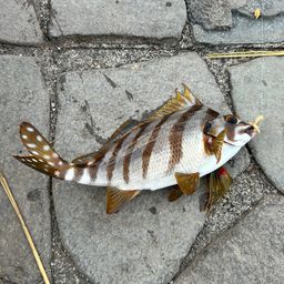 タカノハダイ