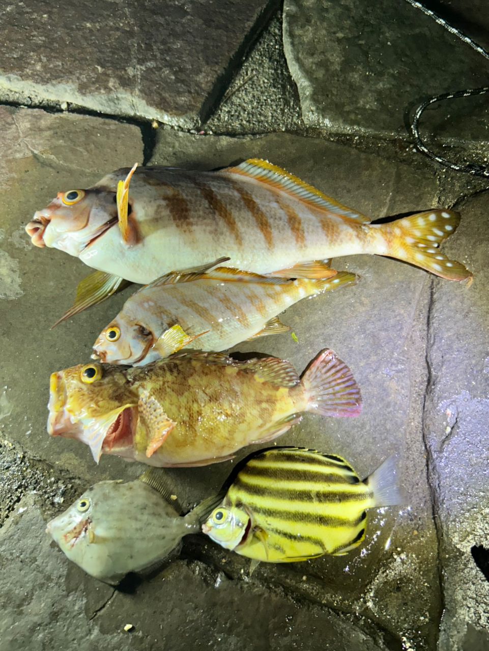 タカノハダイ