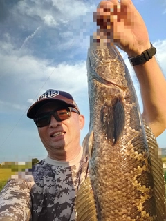 ライギョの釣果
