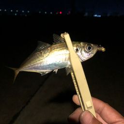 アジ