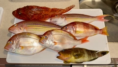 オニカサゴの釣果