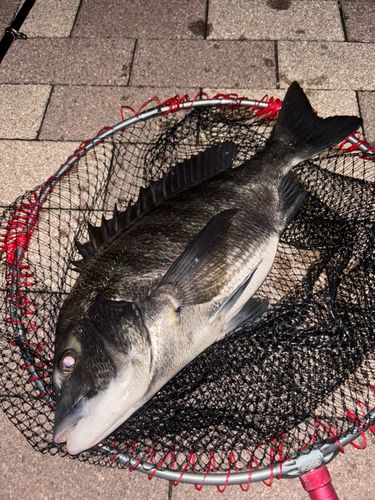 クロダイの釣果