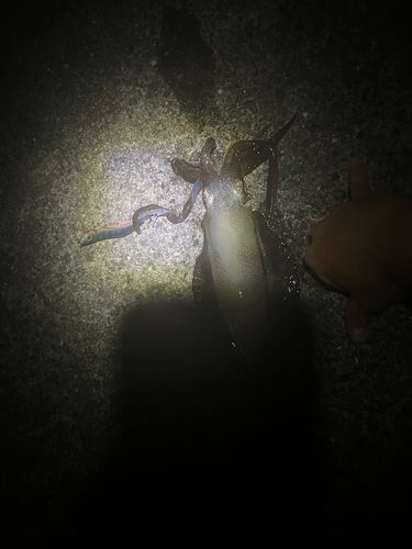 イカの釣果