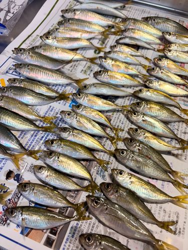 アジの釣果