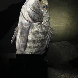 チヌ