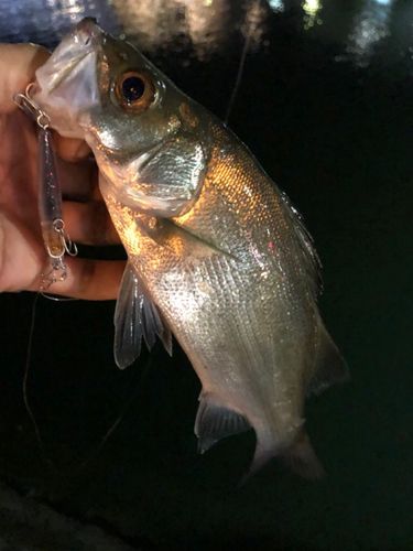 セイゴ（ヒラスズキ）の釣果