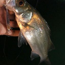 セイゴ（ヒラスズキ）