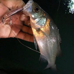 セイゴ（ヒラスズキ）