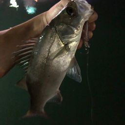 セイゴ（ヒラスズキ）