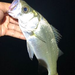 セイゴ（ヒラスズキ）