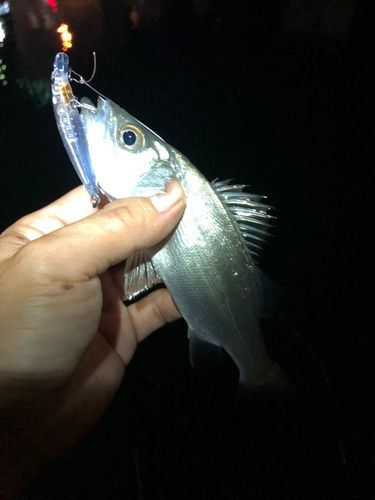 セイゴ（ヒラスズキ）の釣果