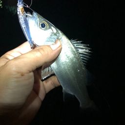 セイゴ（ヒラスズキ）