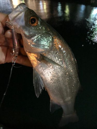 セイゴ（ヒラスズキ）の釣果
