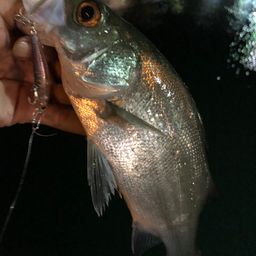 セイゴ（ヒラスズキ）