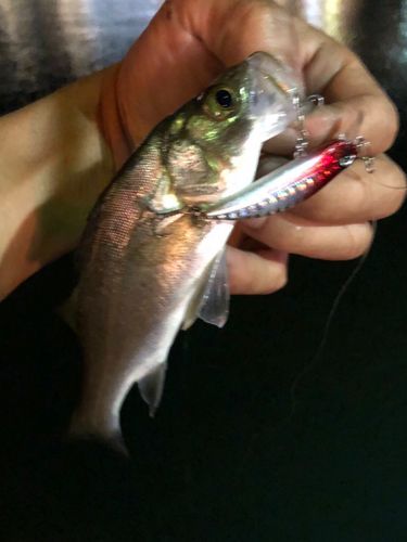 セイゴ（マルスズキ）の釣果