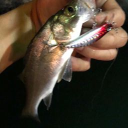 セイゴ（マルスズキ）