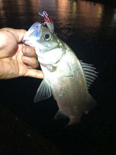 セイゴ（ヒラスズキ）の釣果