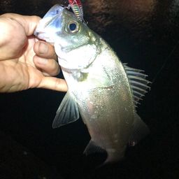 セイゴ（ヒラスズキ）