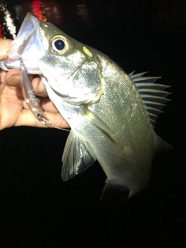 セイゴ（ヒラスズキ）の釣果