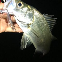 セイゴ（ヒラスズキ）