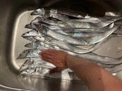 タチウオの釣果