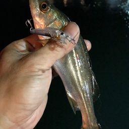 セイゴ（マルスズキ）