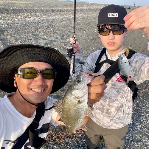 セイゴ（ヒラスズキ）の釣果