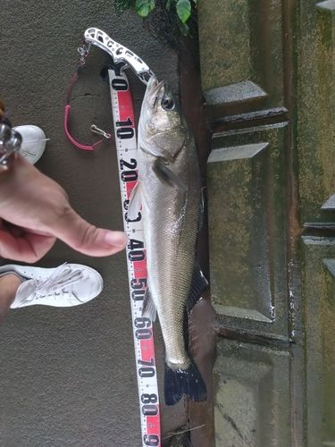 スズキの釣果