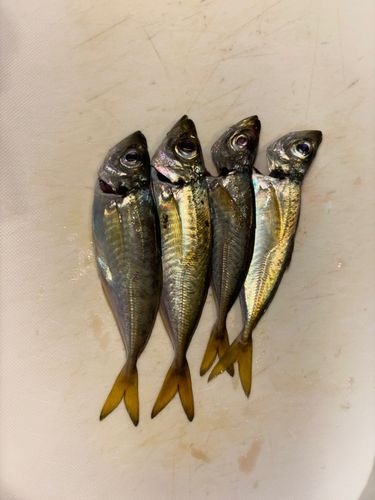 笠戸湾