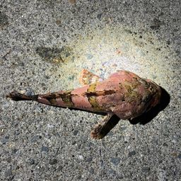 カジカ