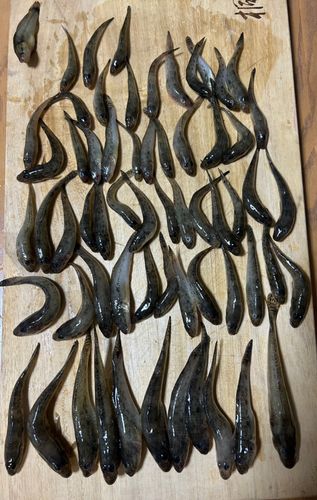マハゼの釣果