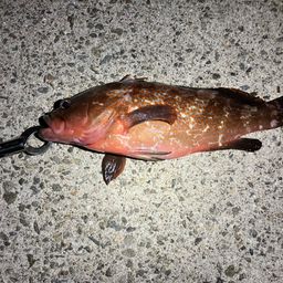アコウ