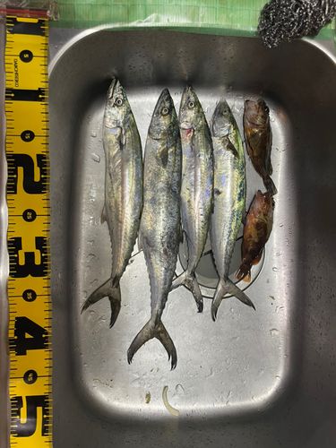 南大阪野池群